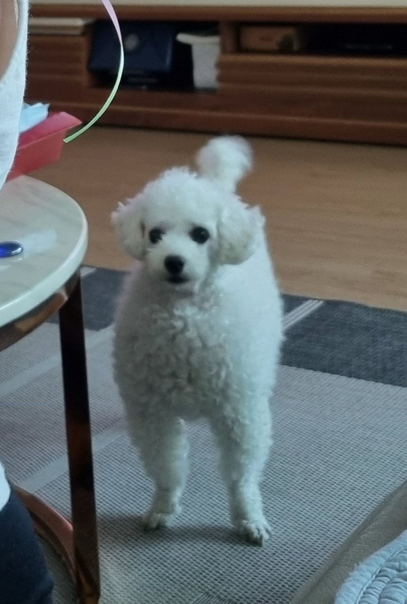 connfy_c's tweet photo. @Ausdruckhyun 앗.. 이것도 아빠 실력이신데요 약간 실력이 오락가락하시긴해요(?) 근데 그게 셀프미용의 매력같아요😂😂 https://t.co/nGojMRffG9