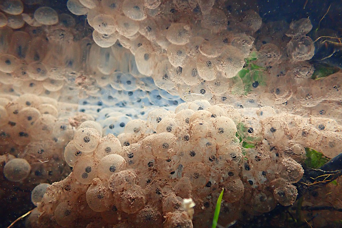 Nigey`s Wild Walks tweet media