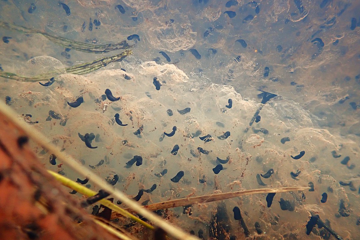 Nigey`s Wild Walks tweet media