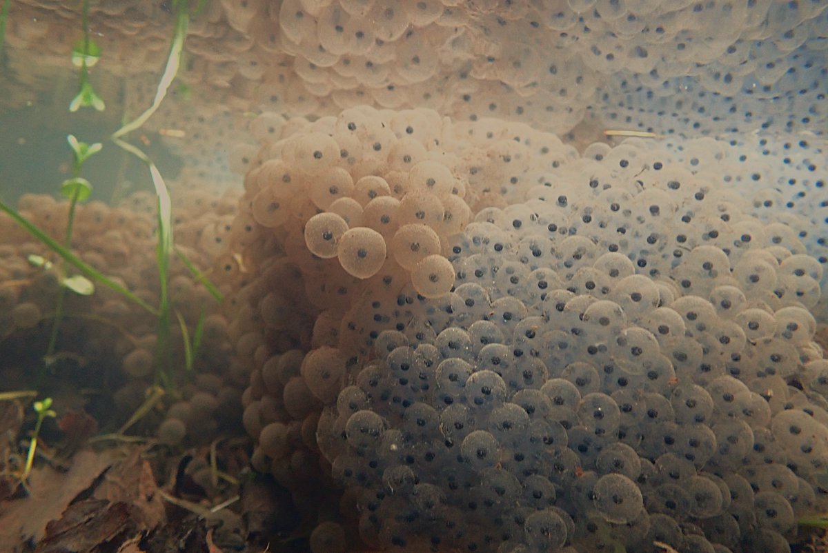 Nigey`s Wild Walks tweet media