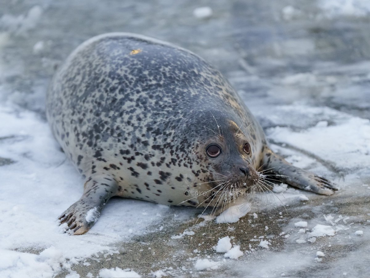 Mohg lord of buenas 🇨🇱 tweet media