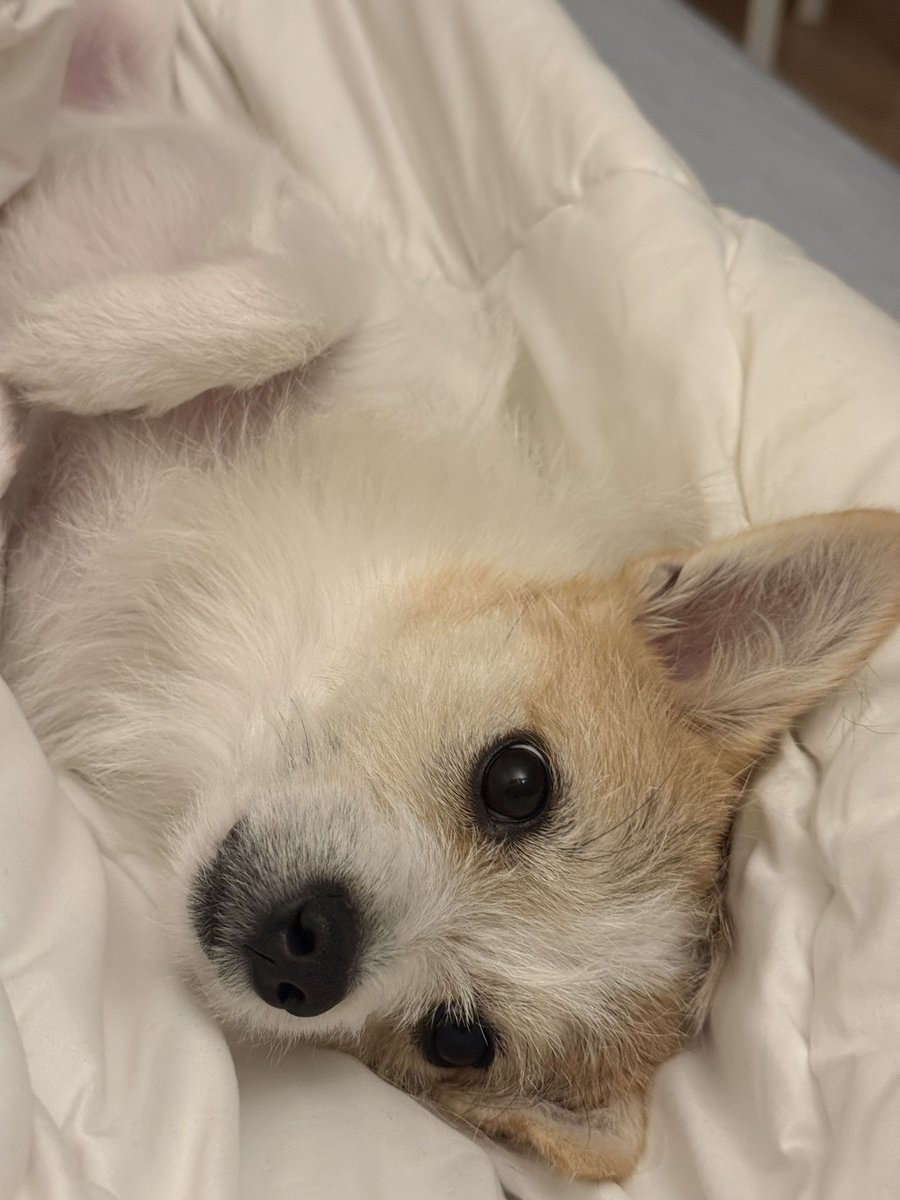 망고.zip🥭 tweet media