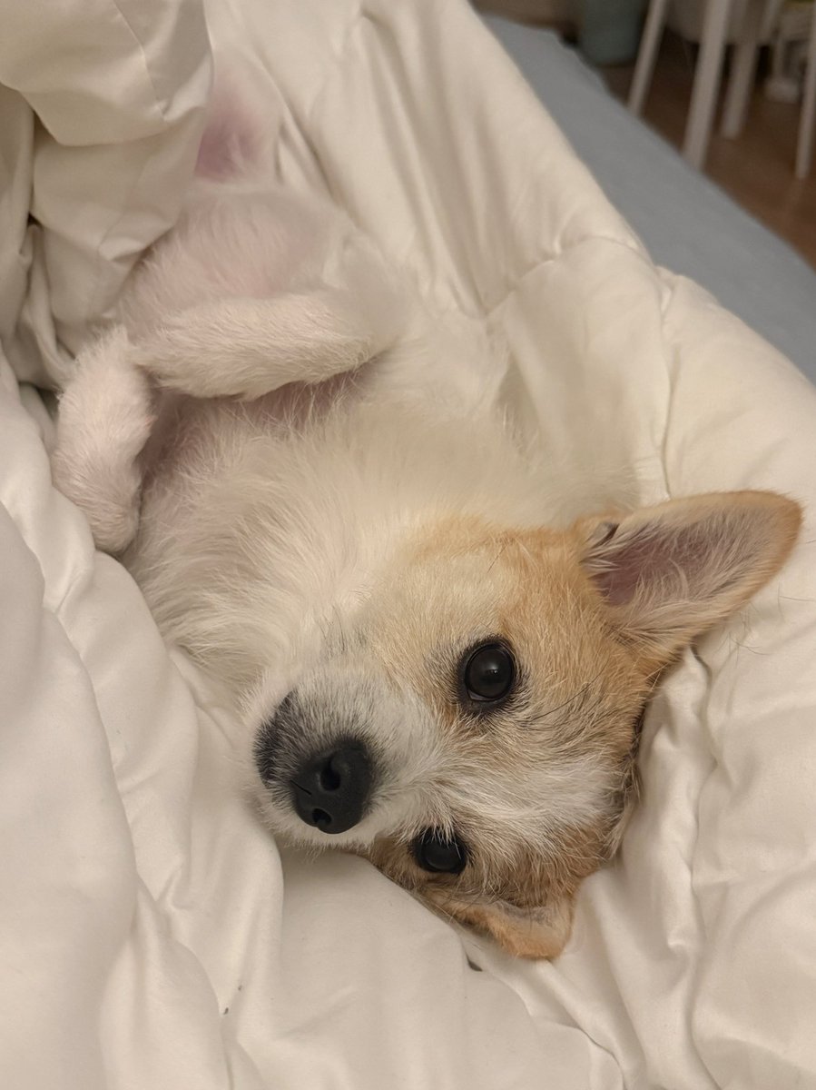 망고.zip🥭 tweet media