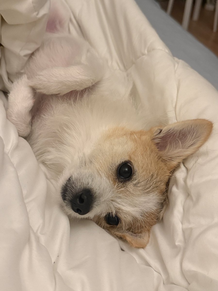 망고.zip🥭 tweet media