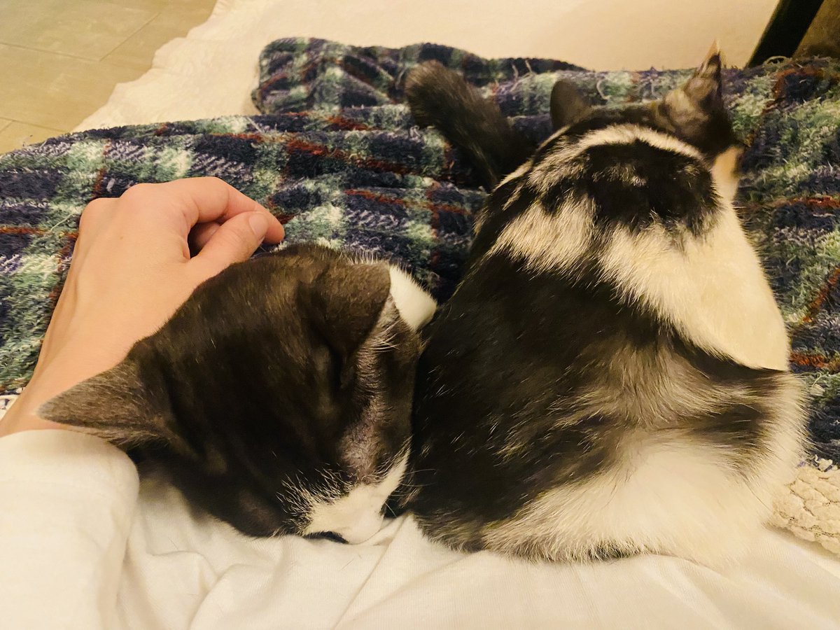 猫がいる暮らし