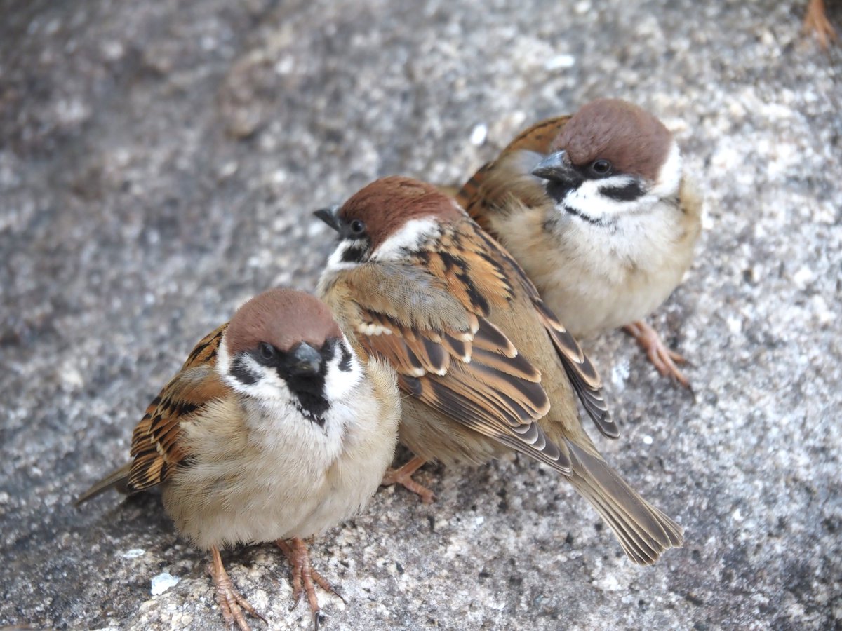 ちゅんちゅん (@chunchu0803) / Posts / X