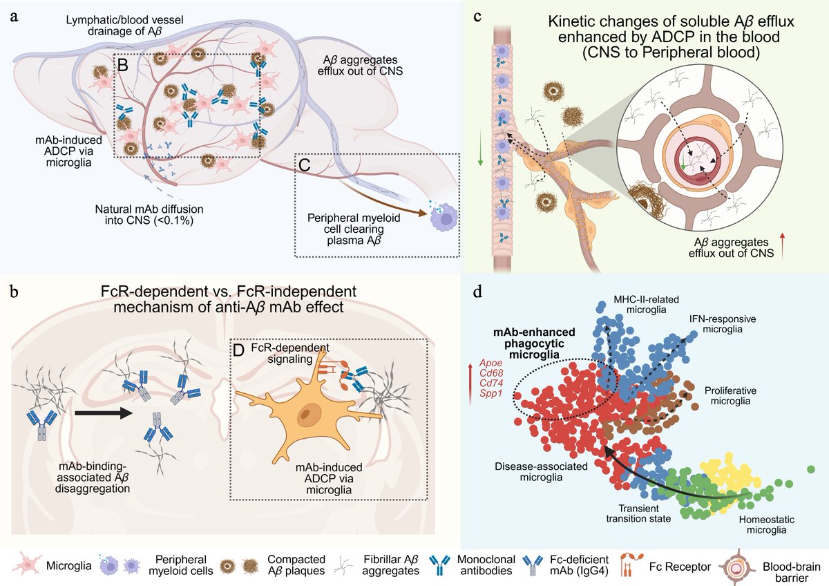 MaximumAcademic's tweet photo. #Targetome
New study in Nature Neuroscience reveals Fc effector function is crucial for lecanemab's amyloid clearance in Alzheimer's treatment.🧠✨
#alzheimer #naturelovers #neuroscience #effector
Details: https://t.co/b6zW63C3SX https://t.co/BUt89TWkmg