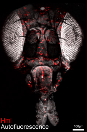 hhmi_science's tweet photo. Face of a fruit fly that helped #HHMIInvestigator Amita Sehgal &amp; team uncover how sleep acts as "cellular housekeeper," keeping neurons healthy (and more)  — findings that could drive a better understanding of neurodegenerative diseases like Alzheimer’s: https://t.co/NgtUveHufD. https://t.co/IMNwgywccp