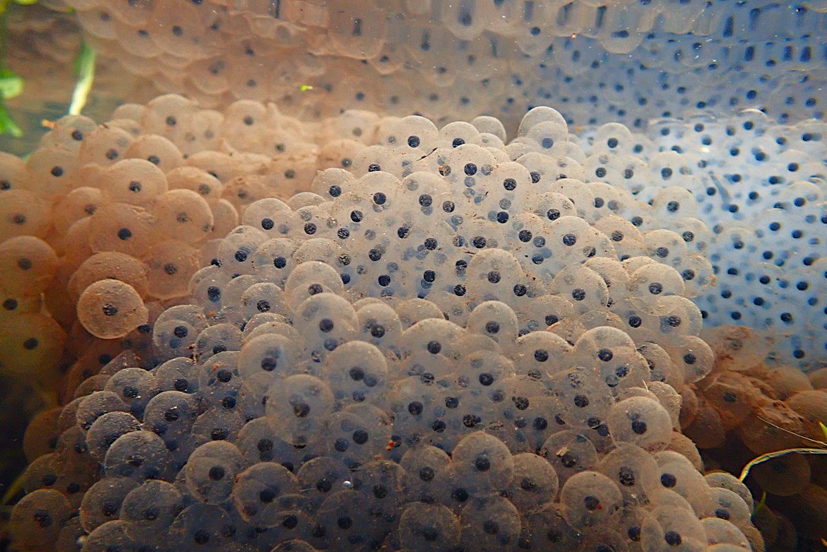 Nigey`s Wild Walks tweet media