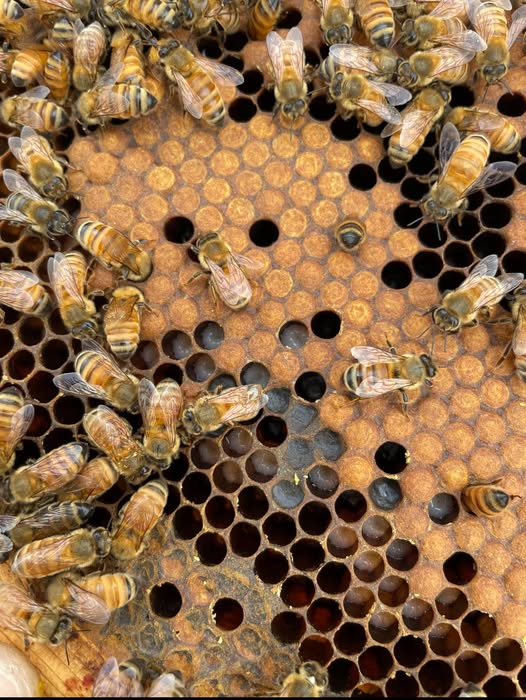 Niagara Bee tweet media