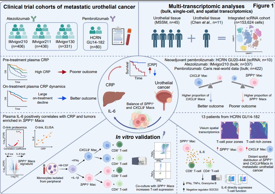 Elizabeth McKenna tweet media