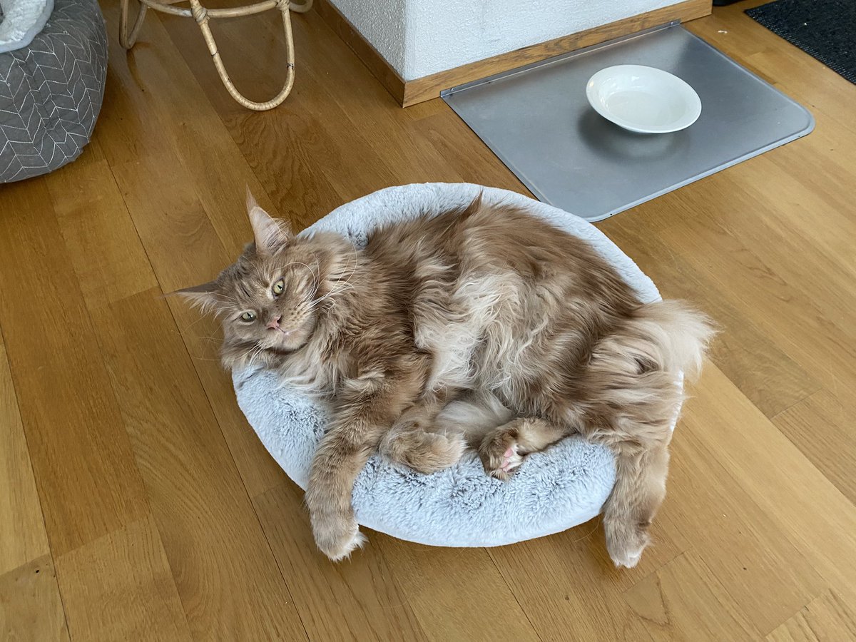 Crème / Felix tweet media