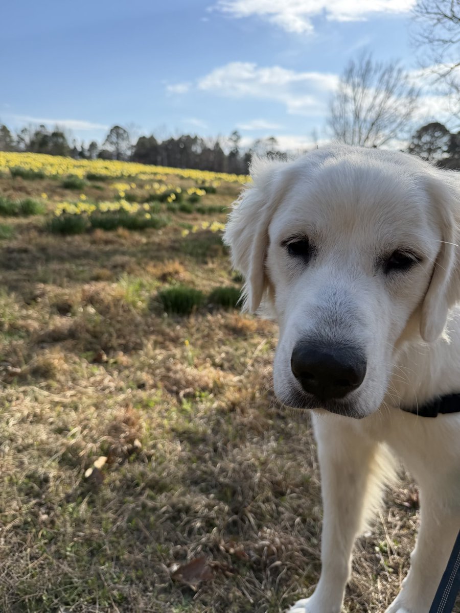 GrahamZPowell's tweet photo. Bonus pics of Ichabod and Bumble. You’re welcome. ❤️ https://t.co/xt2EwLhh9J