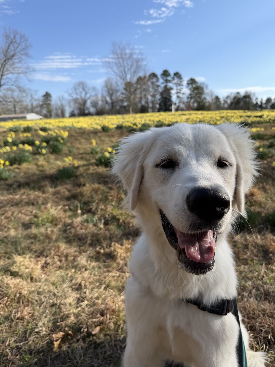 GrahamZPowell's tweet photo. Bonus pics of Ichabod and Bumble. You’re welcome. ❤️ https://t.co/xt2EwLhh9J