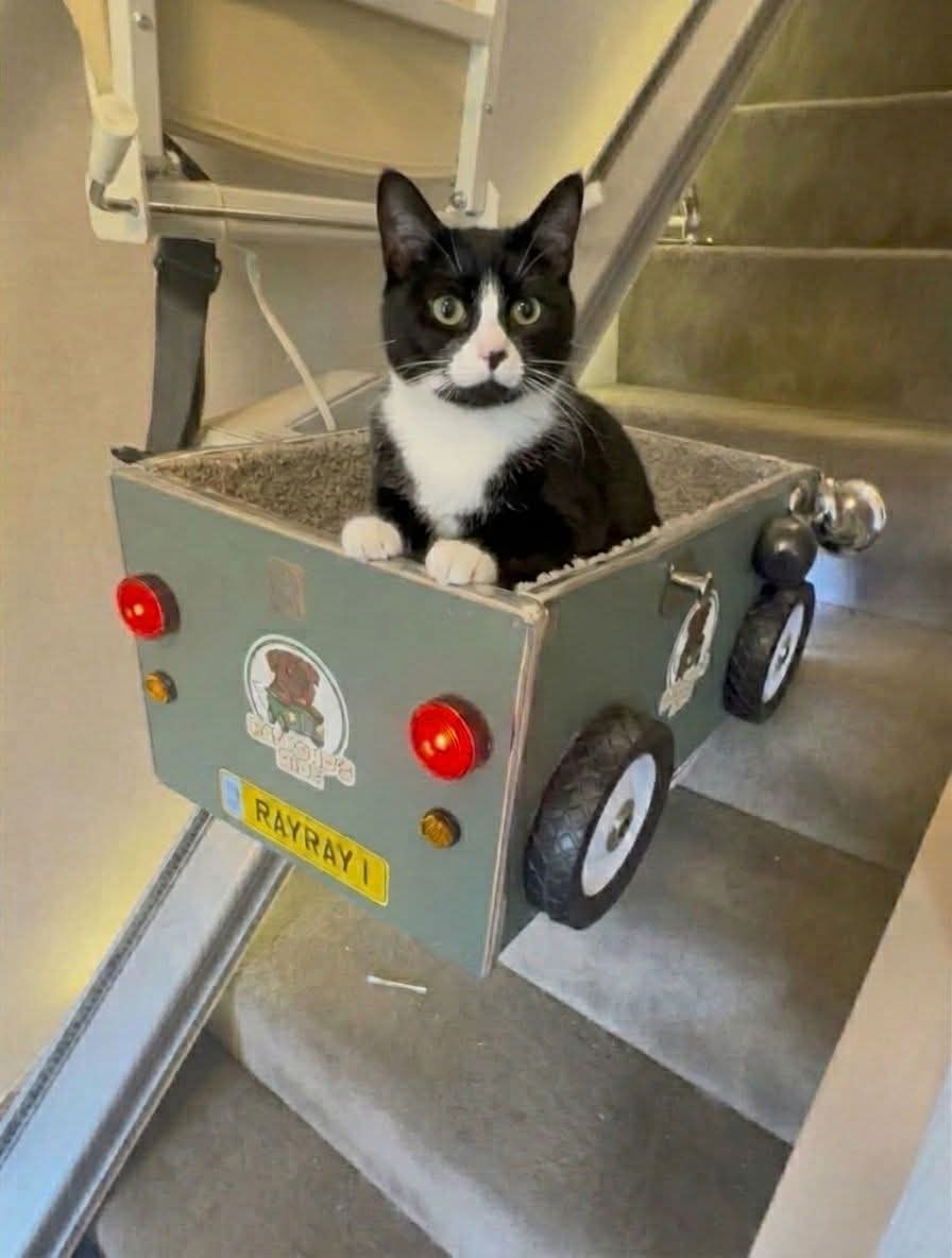 Sofia🇵🇰 tweet media