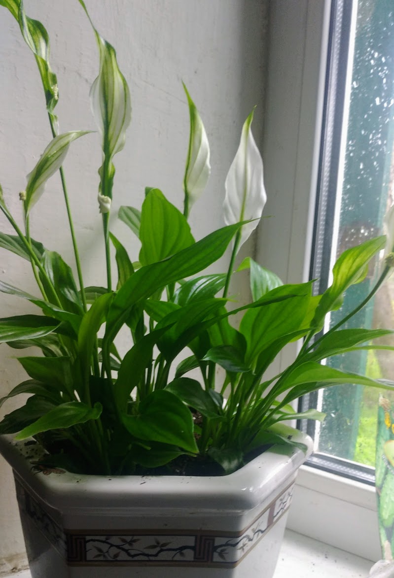 прусенко тамара tweet media