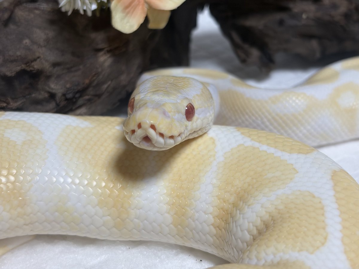 とまぴー🐍 tweet media