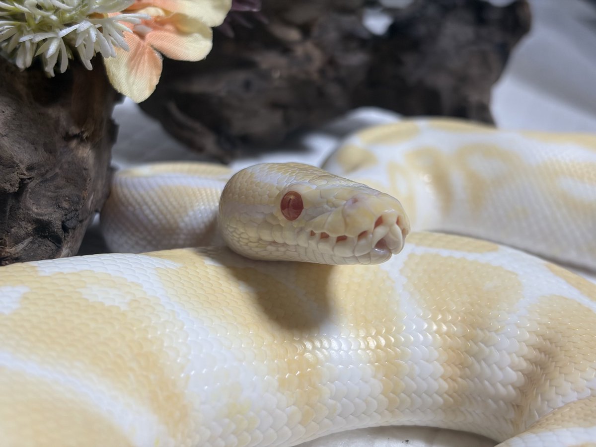 とまぴー🐍 tweet media