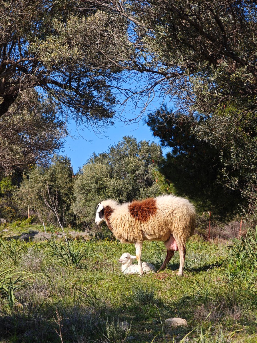 DimitriLupo's tweet photo. I was going to the office, but then decided to detour through the woods. And met a lost sheep that had just given birth to an adorable lamb. So I had to help them reunite with their flock, and that's why I am late for the daily standup... https://t.co/lW3MVMf3Jb