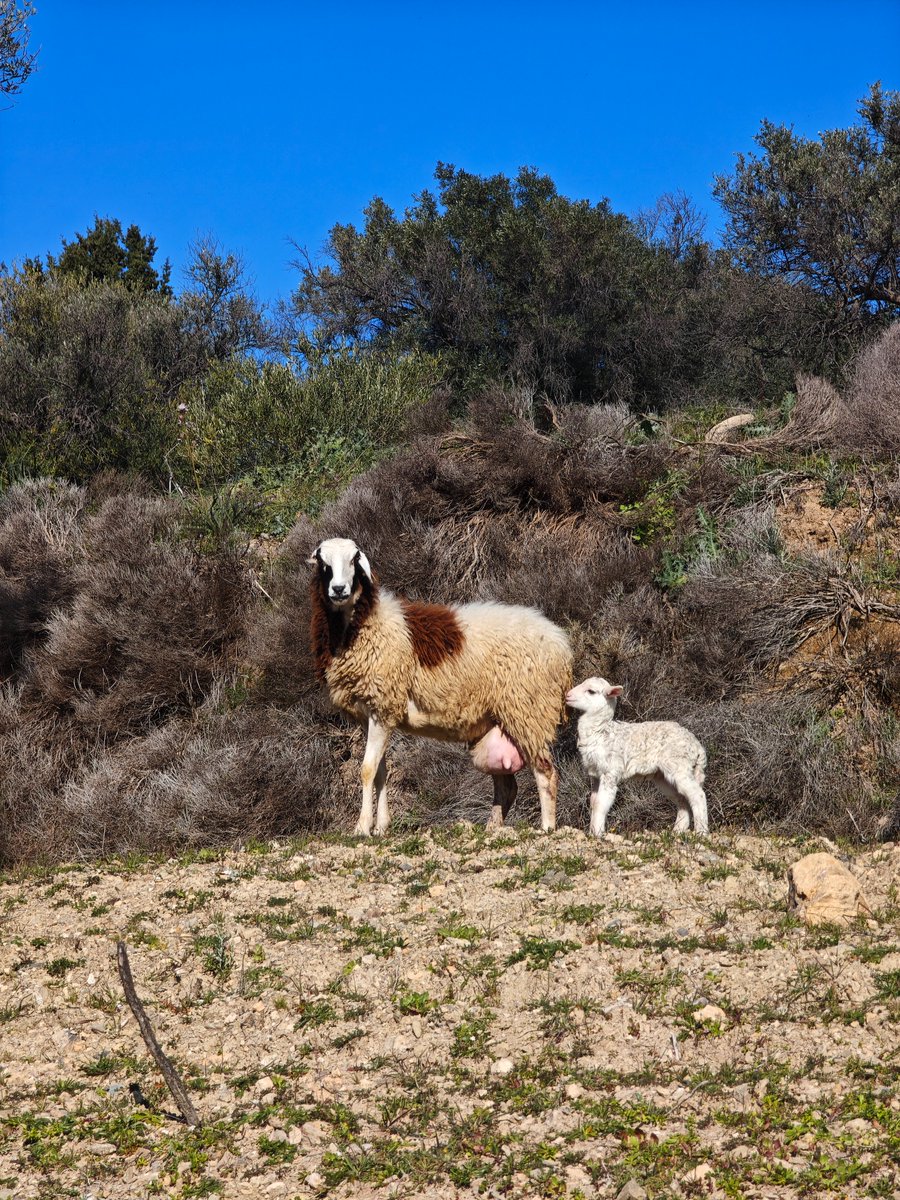 DimitriLupo's tweet photo. I was going to the office, but then decided to detour through the woods. And met a lost sheep that had just given birth to an adorable lamb. So I had to help them reunite with their flock, and that's why I am late for the daily standup... https://t.co/lW3MVMf3Jb