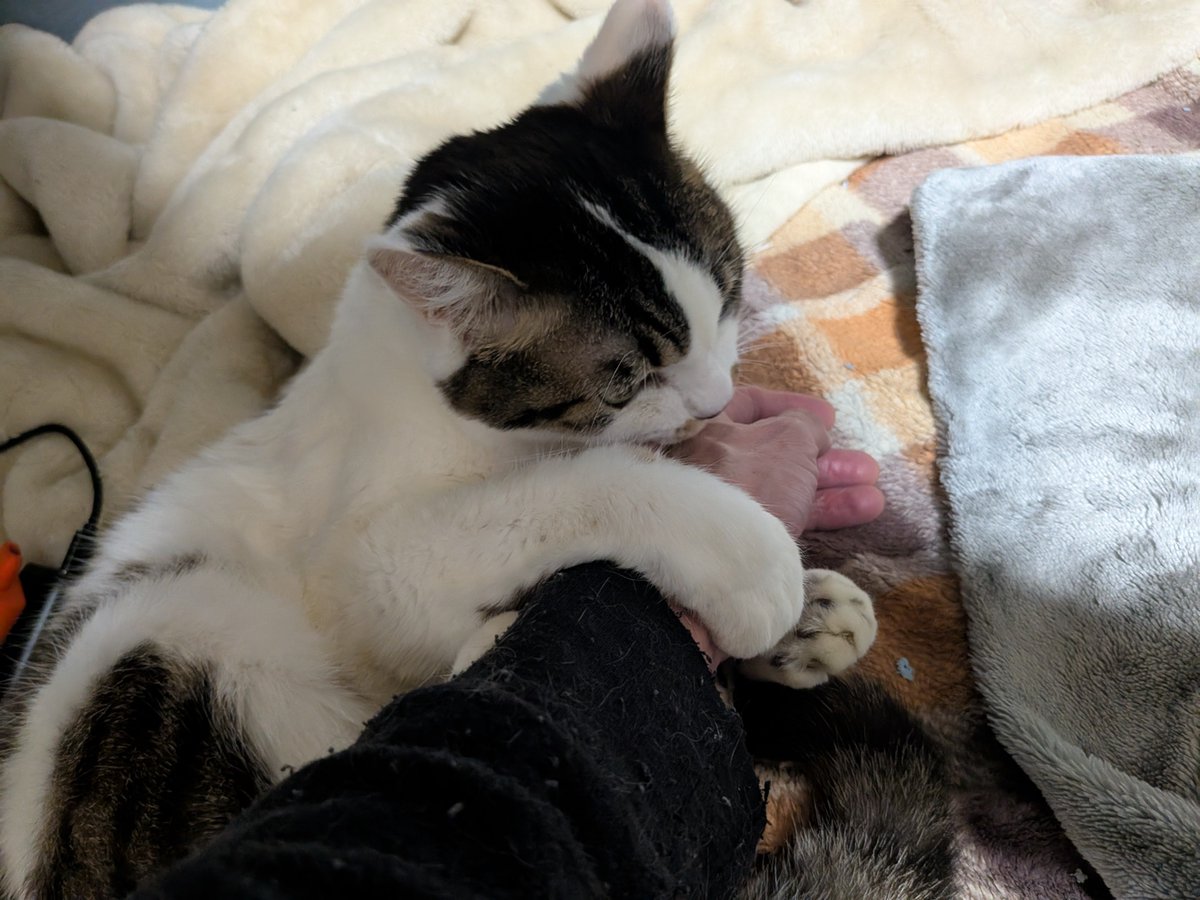 niwakaez's tweet photo. ガジガジにゃーぺろぺろ https://t.co/KzAWwZHFoC