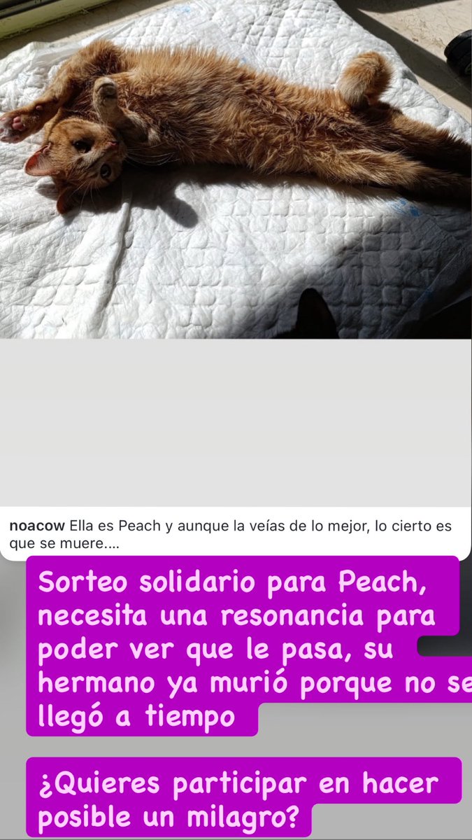 Noa_Cow's tweet photo. Su vida depende de si difundes o la ayudas 🙏🏻🙏🏻🙏🏻🙏🏻

 https://t.co/8gnrUaW1u3 https://t.co/cfbZvKggPu