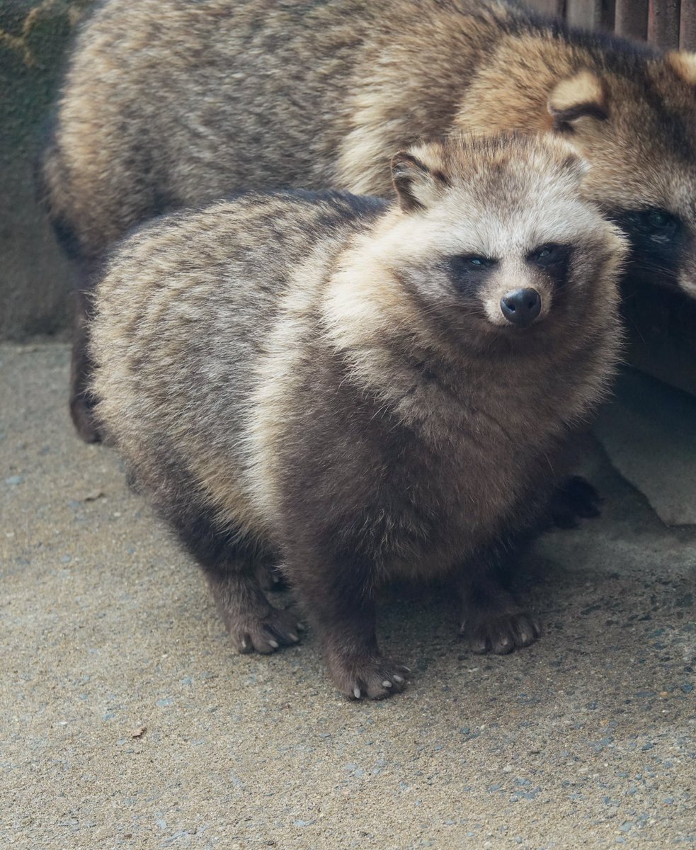 Grumpy tanuki.