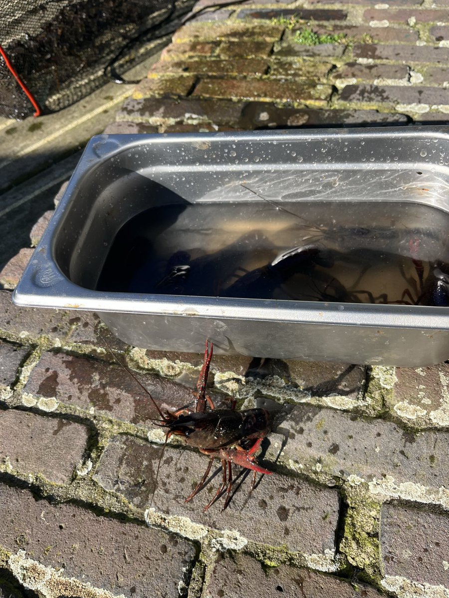 RestChristian's tweet photo. Kreeften 🦞 seizoen geopend! 😋 https://t.co/V3FAsKLA33
