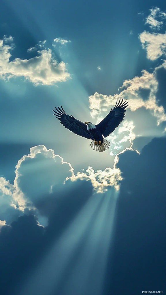 naturebeautyh's tweet photo. Eagle💙💙 https://t.co/lyJ8nisDyl
