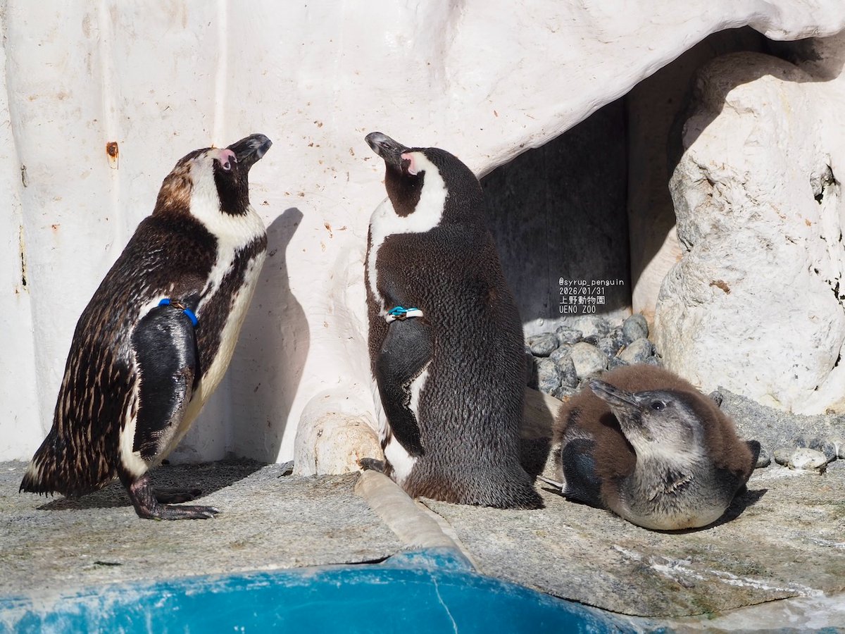 上野動物園 #ケープペンギン ひと月前の雛ちゃんファミリー🐥 もう立派