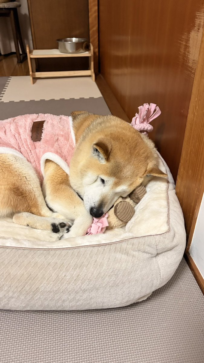 hennnainu0's tweet photo. お気に入りおもちゃらしい https://t.co/j11U07h7iD