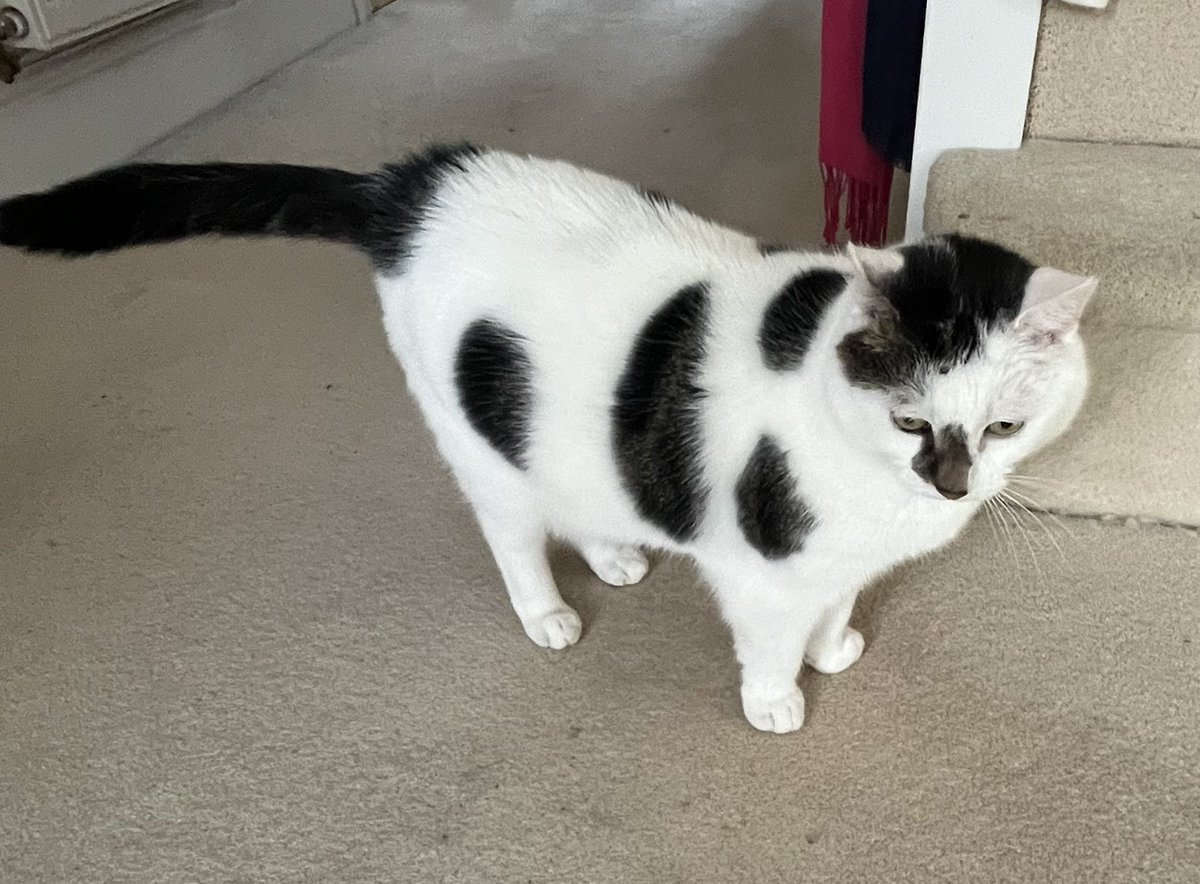 Winnierescuecat's tweet photo. @Hedgewatchers Mum got me from the shelter 6 years ago. I was brave and got on the bed the first night in my new home but I still try to stop mum picking me up! I love #Hedgewatching and cosy snoozing https://t.co/lenv91GuSA