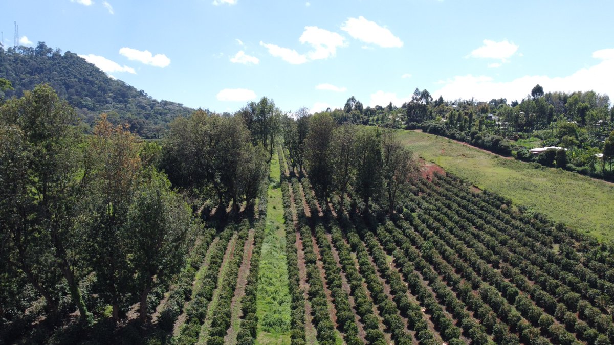 German Embassy Nairobi tweet media