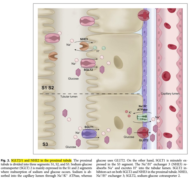 Nefro_Tweets tweet media