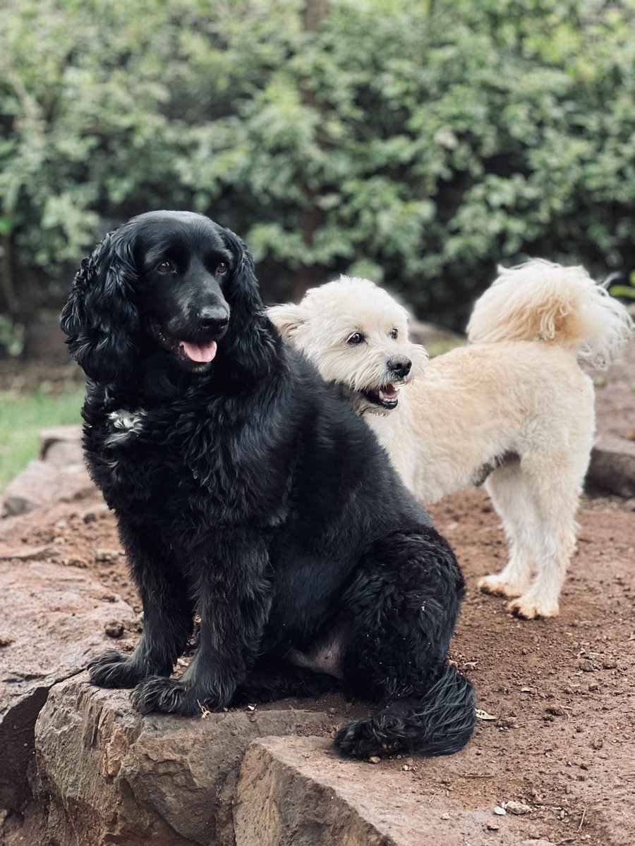 PetsParadiseKE's tweet image. Because every new week is another chance to pamper your pets.🐶❤️

#petcare #petrelocation #petgrooming #petboarding #petdaycare