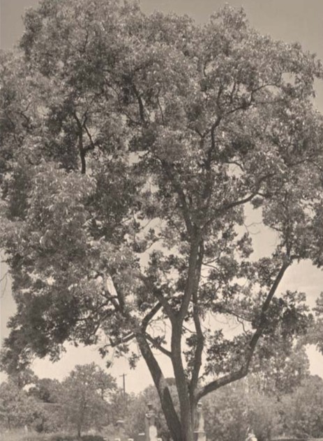 Texas A&M Forest Service tweet media