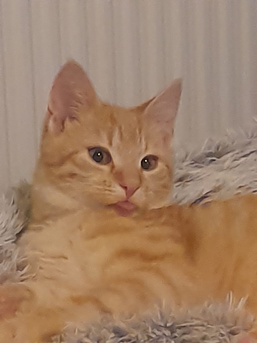 LeAllack tweet media