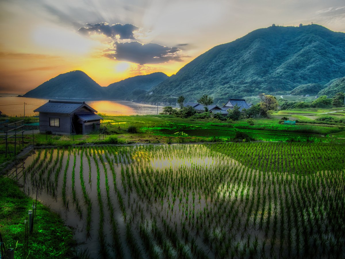 masahiko65's tweet image. #field ＃畑  

Terraced rice fields, a form of agriculture in Japan.
Terraced rice fields create a unique beauty.