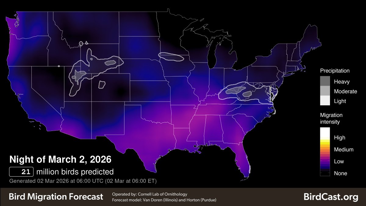 MiStormChasers's tweet photo. Ladies and gentlemen.... we have finally reached that time of year where birds are beginning to migrate northward for spring! Over the next 3 days, over 75 million birds are expected to be in migration across the US! This is happening a bit ahead of schedule, with hummingbirds already being reported in the Tennessee valley regions. 

Have you seen anything interesting this year yet?