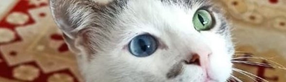 Dibêje çavê bedew Kurd ya min e