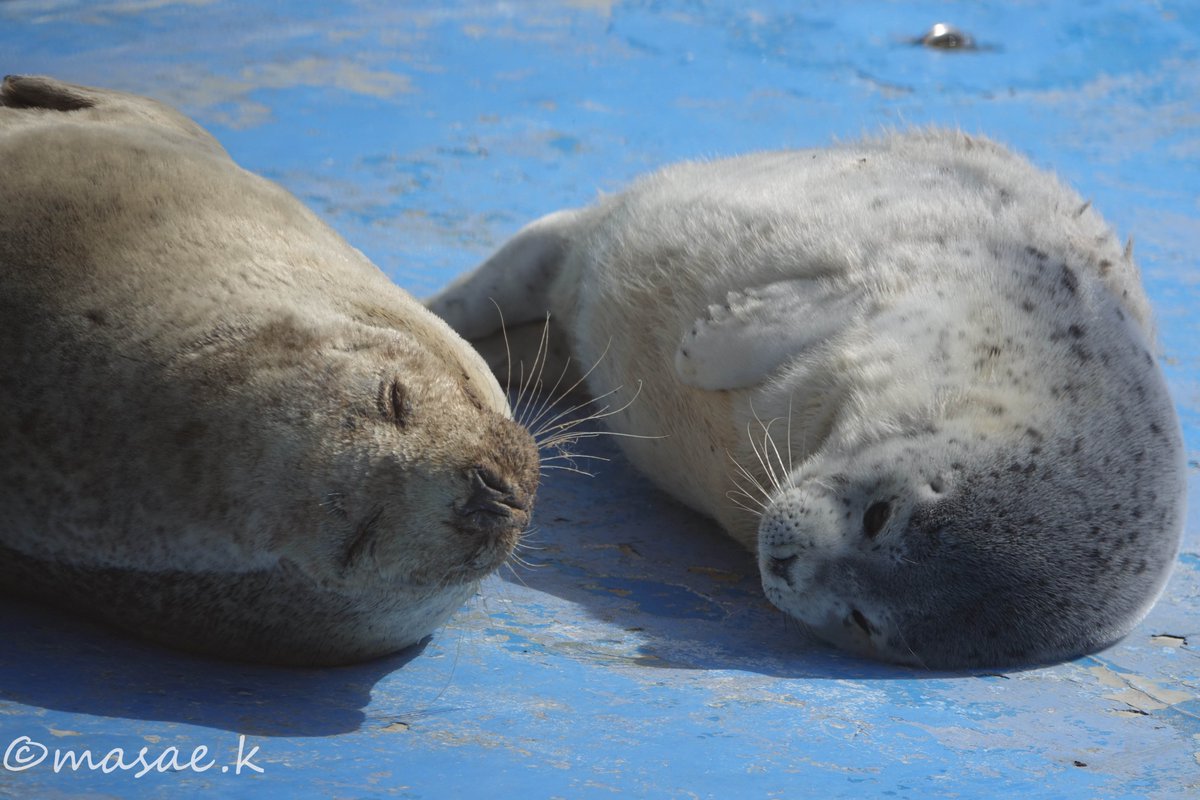 #ゴマフアザラシ #ノシャップ寒流水族館 
2024/03