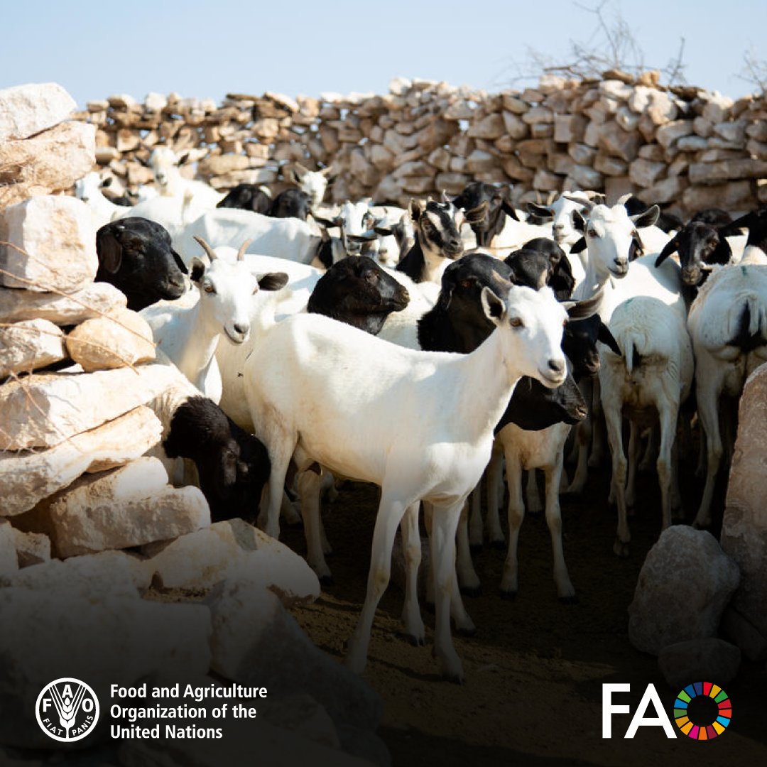 FAOLivestock's tweet photo. With @FAO support, 🇪🇷Eritrea vaccinated 2.8M sheep &amp; goats against #PestedesPetitsRuminants (PPR) &amp; tested 1,538 samples.

Post-vaccination testing showed a 64% immune response.

Sustained disease control is key for rural resilience &amp; #FoodSecurity.

👉https://t.co/oM6Pf8dWnY https://t.co/4StloBGESr