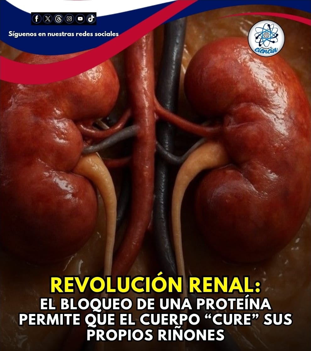 🚨| NOTICIA SALUD

El descubrimiento que podría cambiar el futuro de millones de personas con enfermedad renal crónica está ganando fuerza en la comunidad científica: bloquear la interleucina-11 (IL-11), una proteína clave en la fibrosis renal, no solo frena el daño progresivo,
