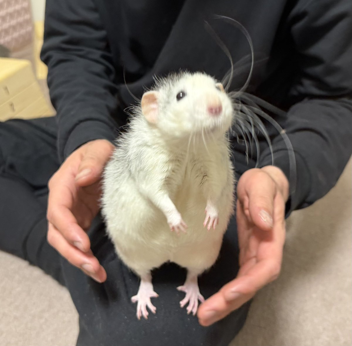 ぼく！