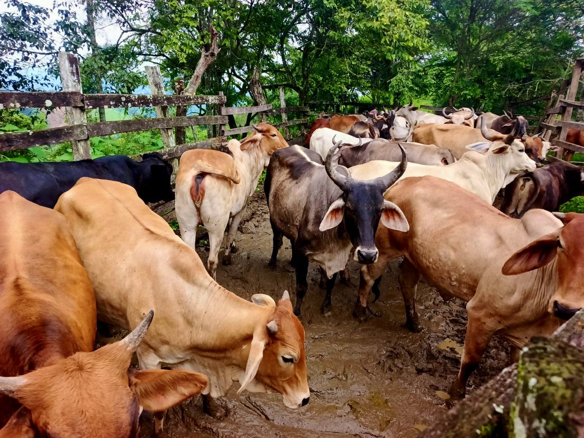 #Puyango 🐄 | El Ministerio de Agricultura, Ganadería y Pesca, a través del Proyecto PIDARA, impulsa la producción bovina con sincronización de celo e inseminación artificial a tiempo fijo, junto a chequeos ginecológicos.
¡Mejor genética, más productividad y un campo más fuerte!