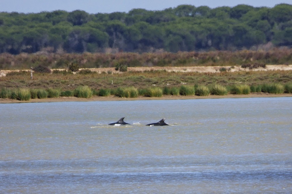 Pareja de delfines por la ría del Guadalquivir, a la altura de la punta de San Carlos; aguas arriba del puerto de Bonanza.