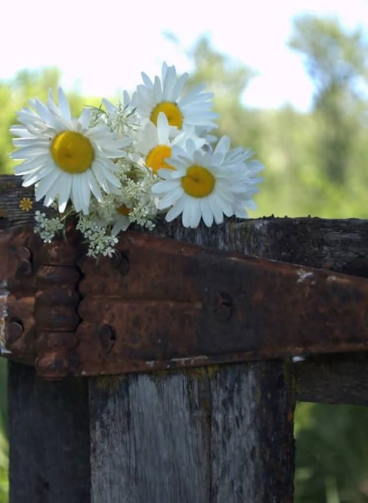 Peggy ☘️ tweet media