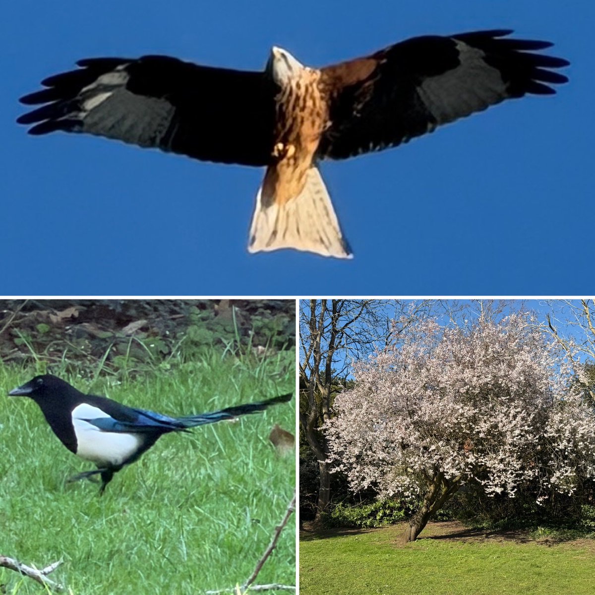 Iain Abernethy tweet media