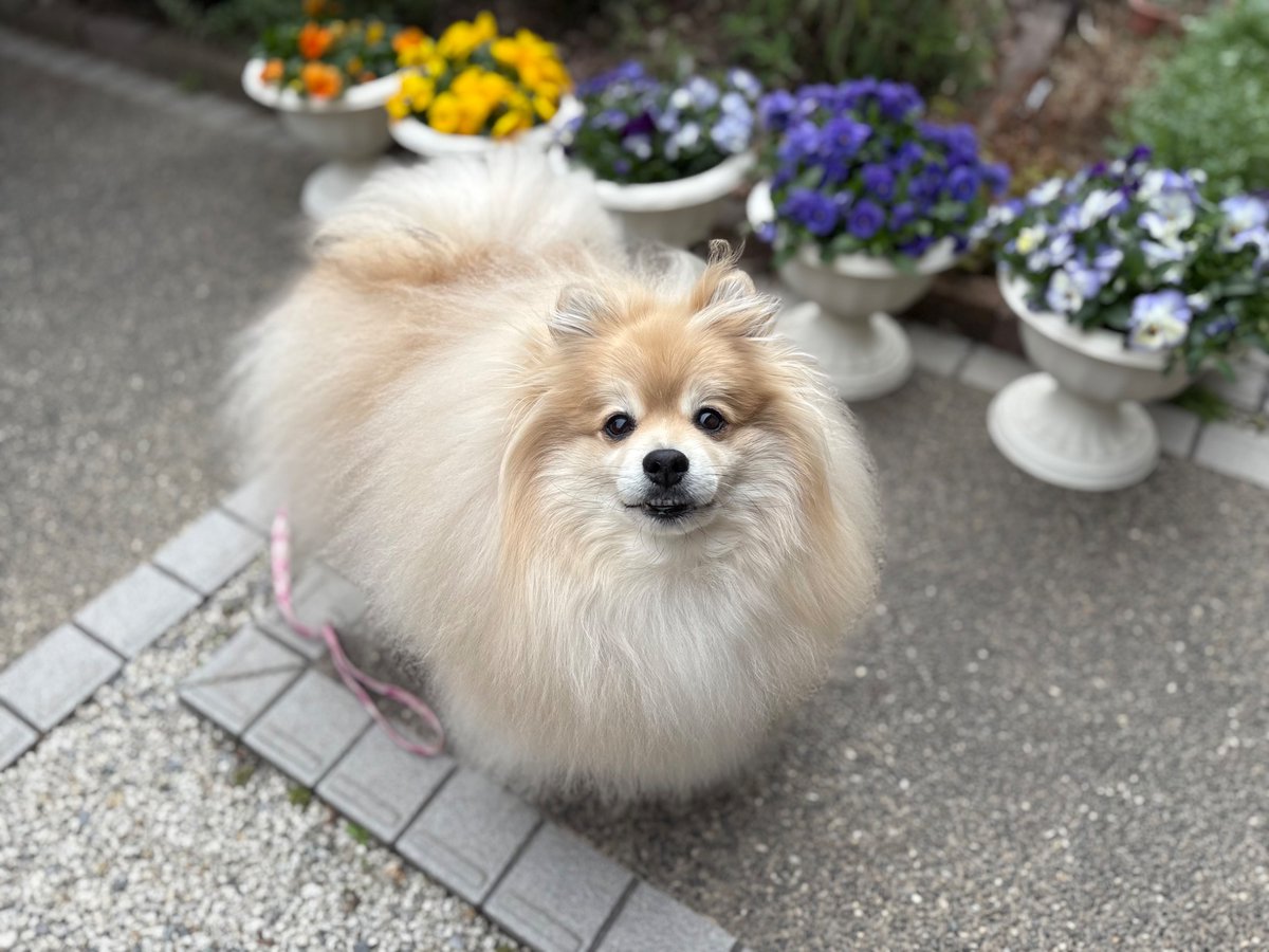 妖(よう) (@snow_white_999) / Posts / X