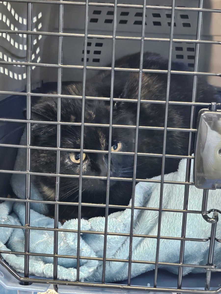shaindelr's tweet photo. Frankie went missing in 2023, but Lilli never gave up hope. Yesterday, a cat came into our shelter, & when we scanned her for a chip, it was Frankie! Lilli showed up *immediately* to pick up her old friend.
Always microchip your pets & keep your information updated ππΎ #cats #microchipmiracle